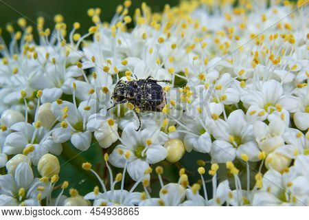Closeup On A Small Scarab Beetle, Valgus Hemipterus, Sitting On A White Flower In The Field