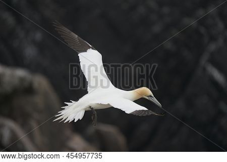 Gannet (morus Bassanus) Coming In To Land At A Gannet Colony On Great Saltee Island Off The Coast Of