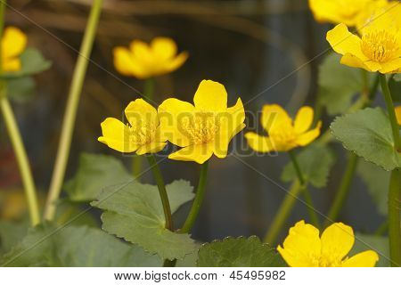 มาร์ชดาวเรือง (Caltha palustris)