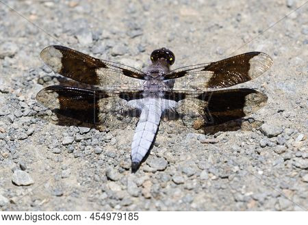 Common Whitetail Dragonfly Adult Male Perched On Trail. Foothills Park, Santa Clara County, Californ