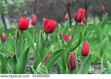Red Tulips At The Beginning Of Their Flowering. Blooming Gesner Tulips. First Spring Flowers.
