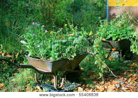Wheelbarrow garden