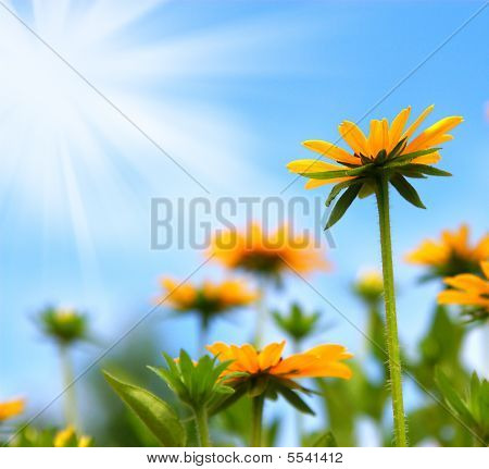 Daisy