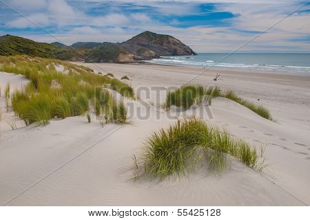 Dune Vegetation Wharariki Beach