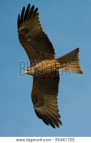 Black Kite (milvus Migrans) In Flight