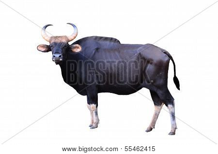 Gaur Isolated