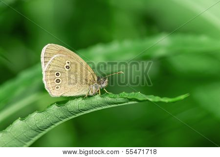 The Woodland Brown (Lopinga achine)