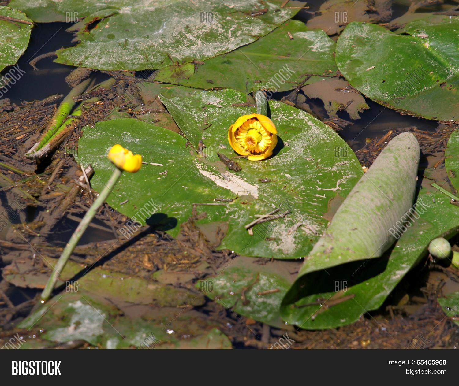 Yellow Flowers Pond Image & Photo (Free Trial) Bigstock