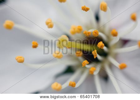 Cherry Blossom