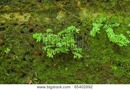Green Mossy Wall Background