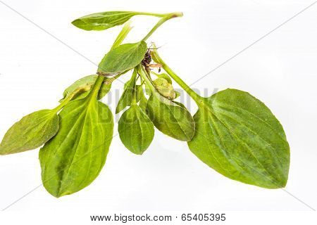 vulnerary plants