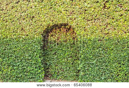 Green Leaf Background