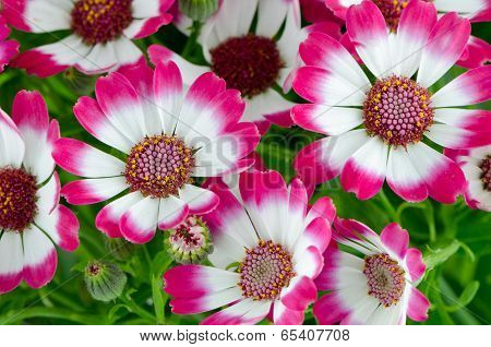 Beautiful Pink Flowers And Green Grass