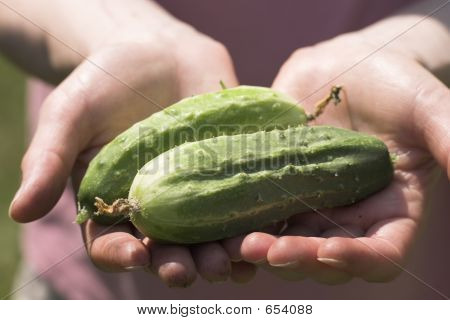 Just  Picked Cucumbers