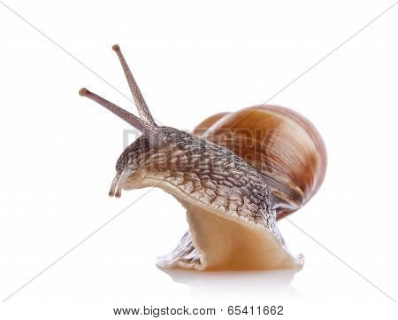 Garden Snail (helix Aspersa)