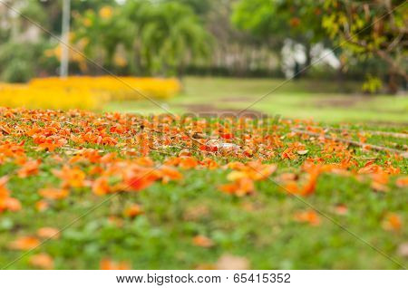 Orange Flowers Fell On The Ground
