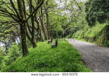 Road In The Forest