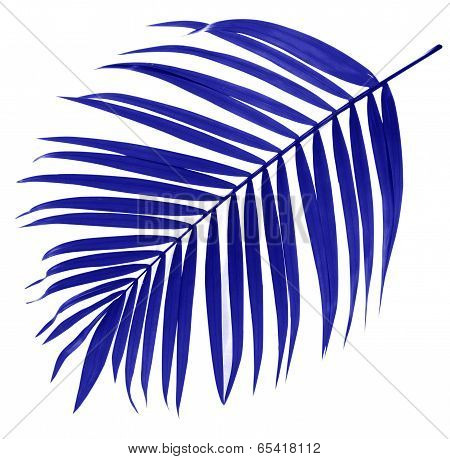 Leaf Of Palm Tree On White Background