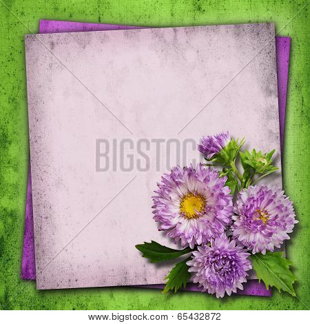 Aster Flowers Background