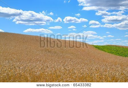 Country View