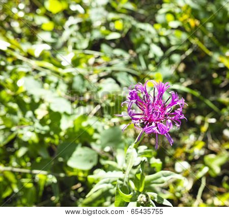 Flower Of Globularia