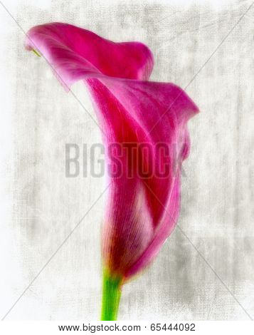 pink calla
