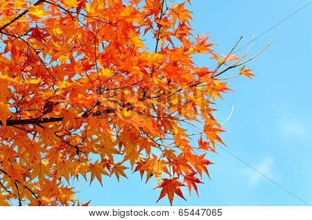 Autumn Maple Leaves