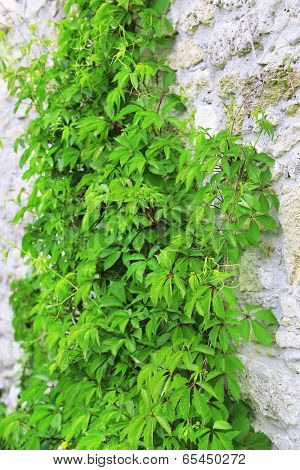 Green plant, outdoors