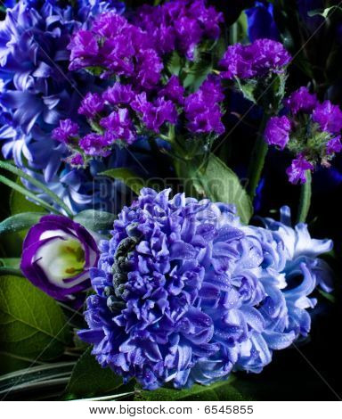 Derin mor Hyacinthus Orientalis