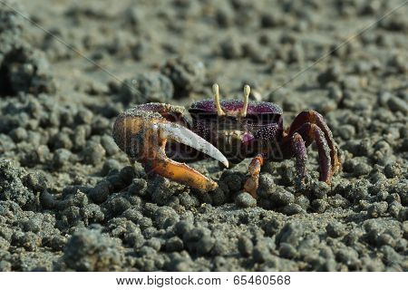 Male Purple Fiddler Crab From West Africa Filtering Sand