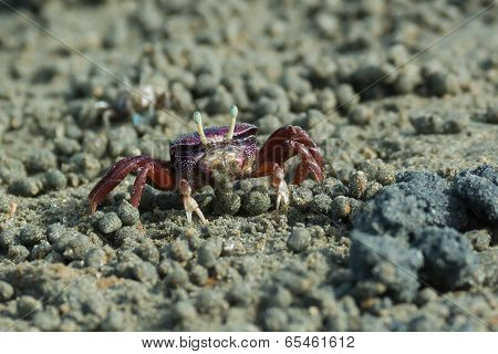 West African Female Purple Fiddler Crab Filtering Sand