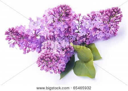 lilac flowers isolated on the white