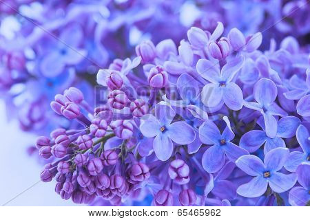 lilac flowers close up