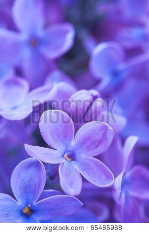 lilac flowers close up