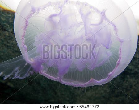 Moon jelly