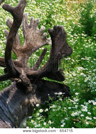 Caribou