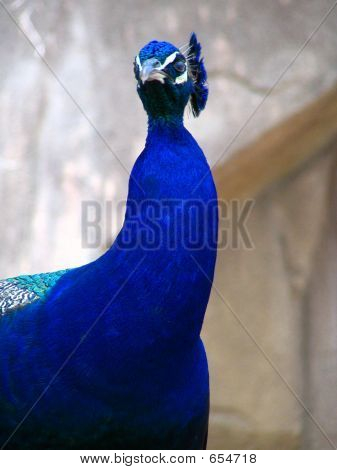 Cabeça do pavão macho