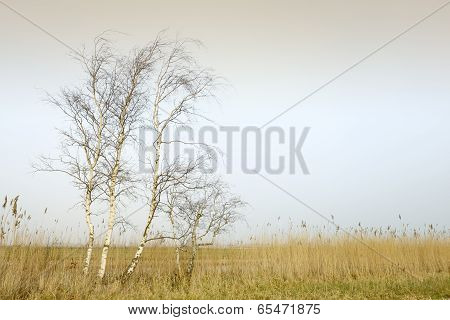 Three berches in agriculture landscape.
