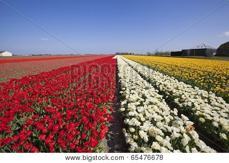 Tulip Field In Holland Near Lisse And Keukenhof. April 2014.