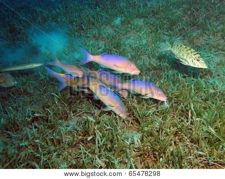 Yellowsaddle goatfish