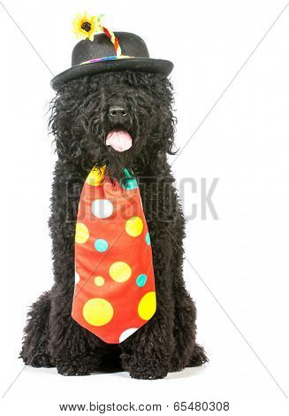 dog clown - barbet wearing clown costume