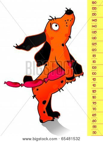 Funny dog