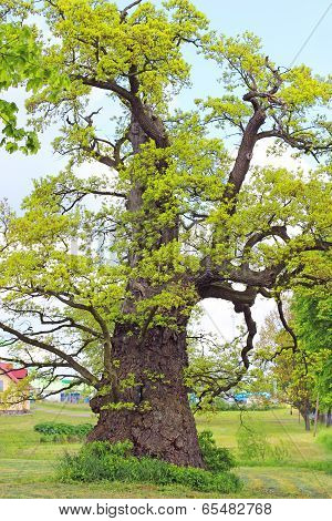 oak tree