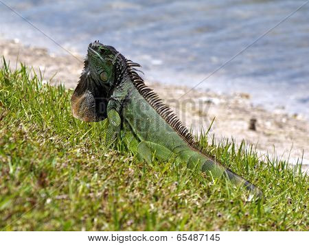 Alert Green Iguana Displaying Neck Dewlap