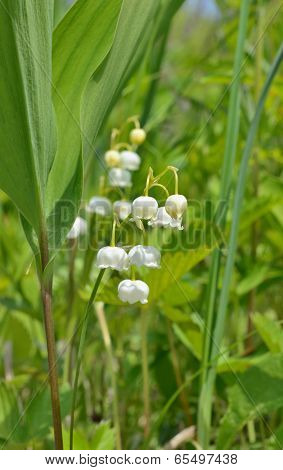 Flowers Of May Lily