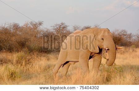 Elephants