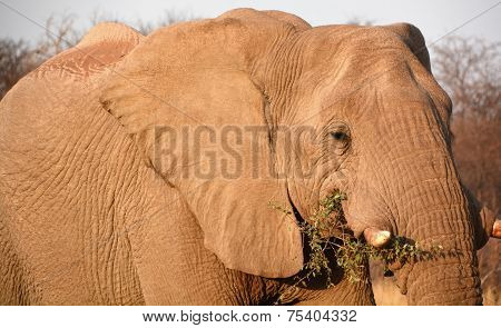 Elephants