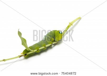 Worm Isolated On White Background