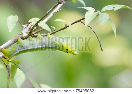 Worm Eating Leaves