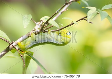 Worm Eating Leaves